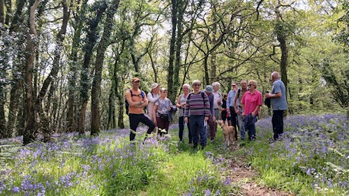 Stop to catch a breath and admire the woodland of bluebells
