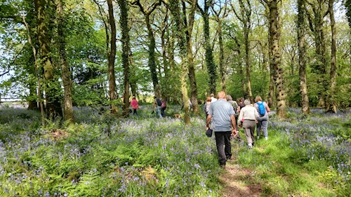 Paths through Rifton Woods bluebells