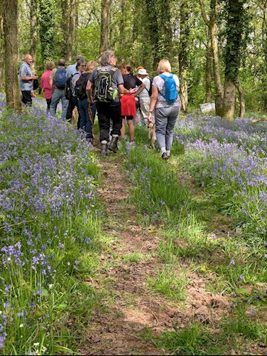 Up through the path through bluebells
