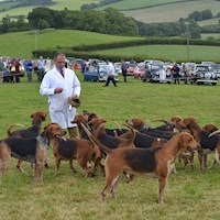 Hounds in the Show Ring, 2016