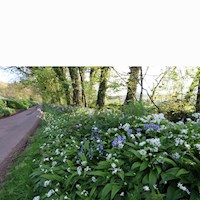 Spring Flowers