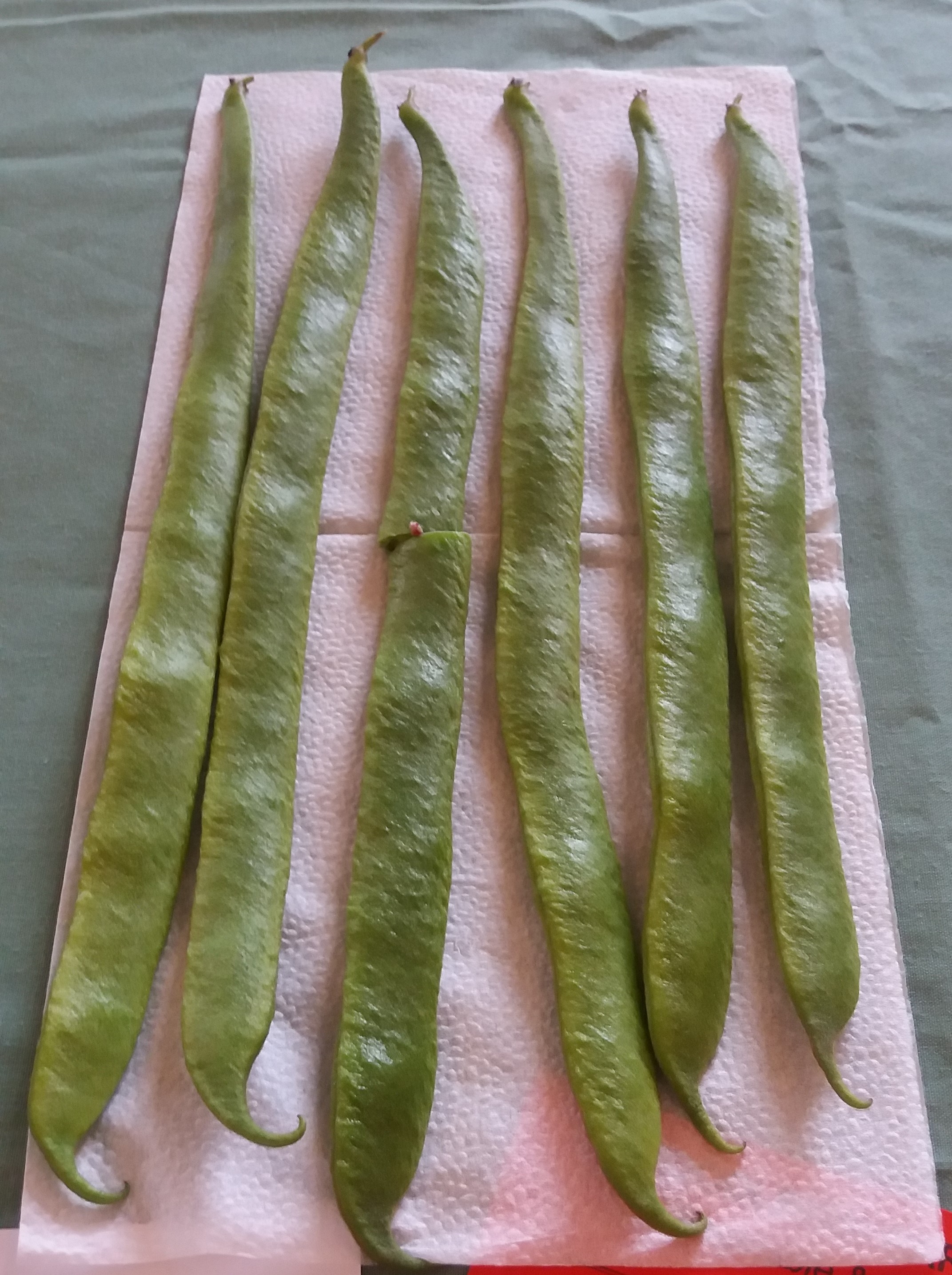 Best in runner bean class