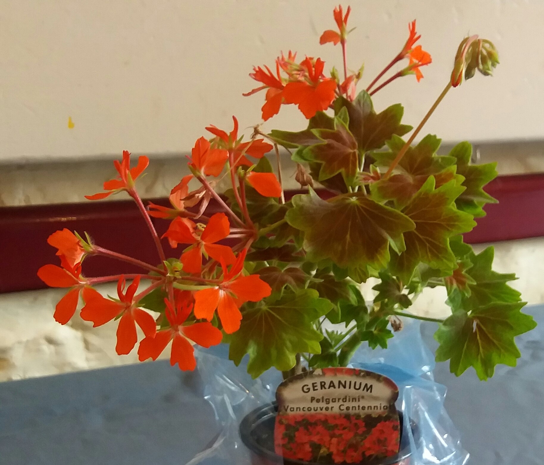 Winning geranium grown by a child