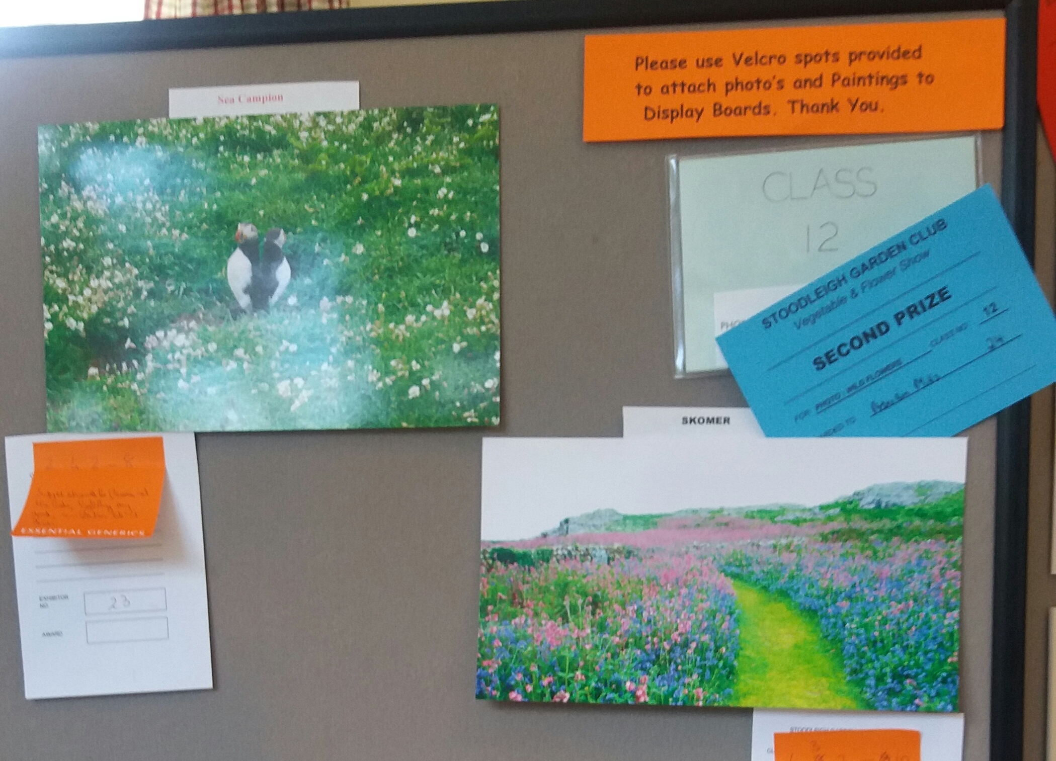 Wild flower photo entries