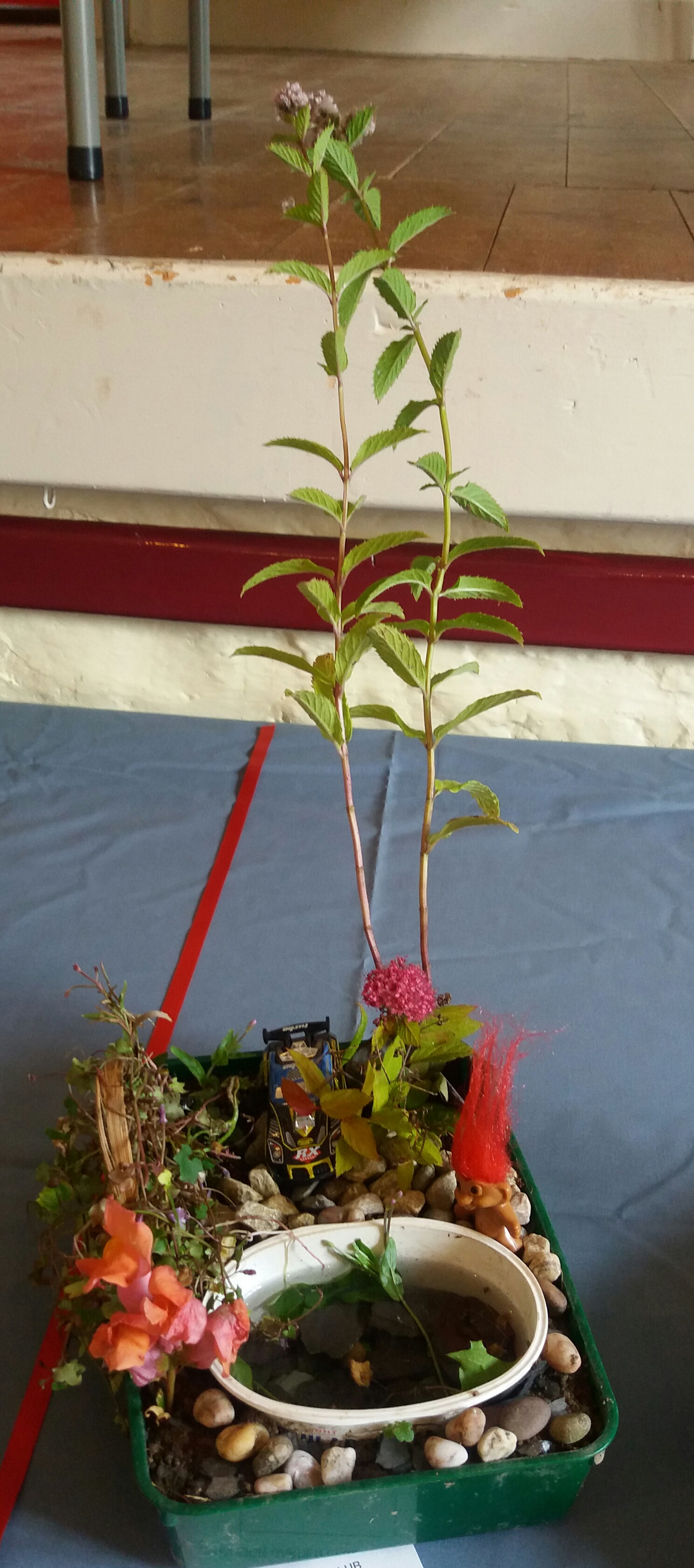 Child's garden in a tray - winner