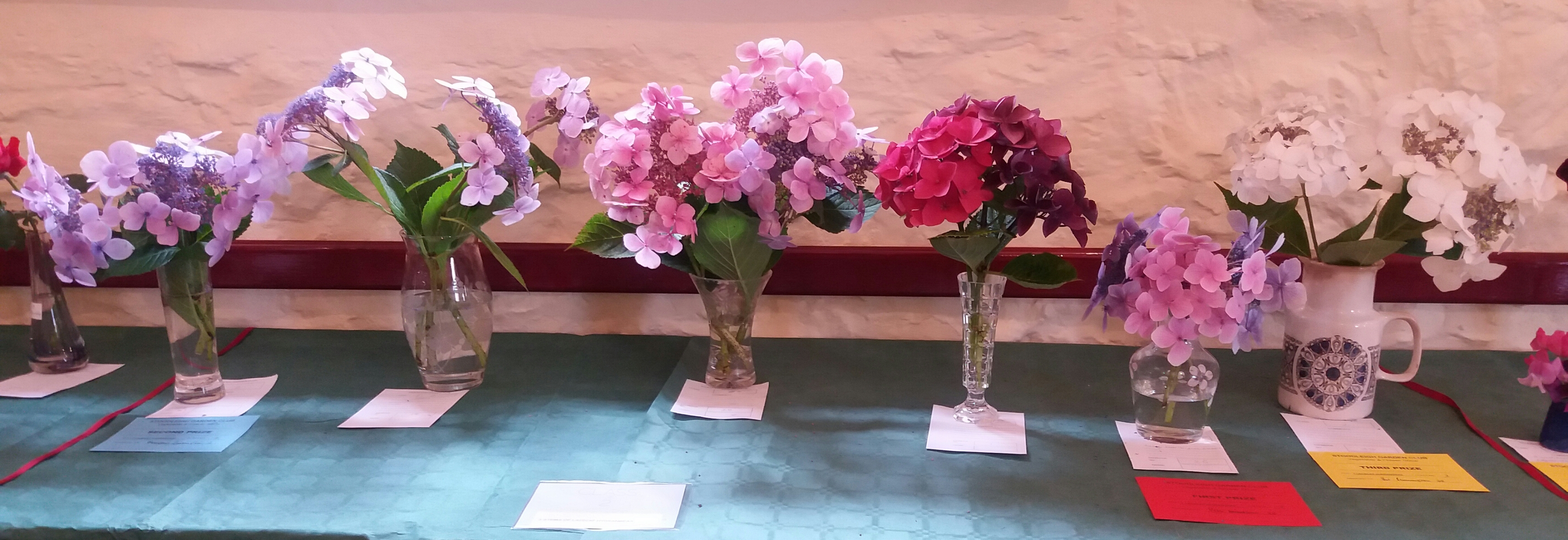 Just some of the hydrangea entries