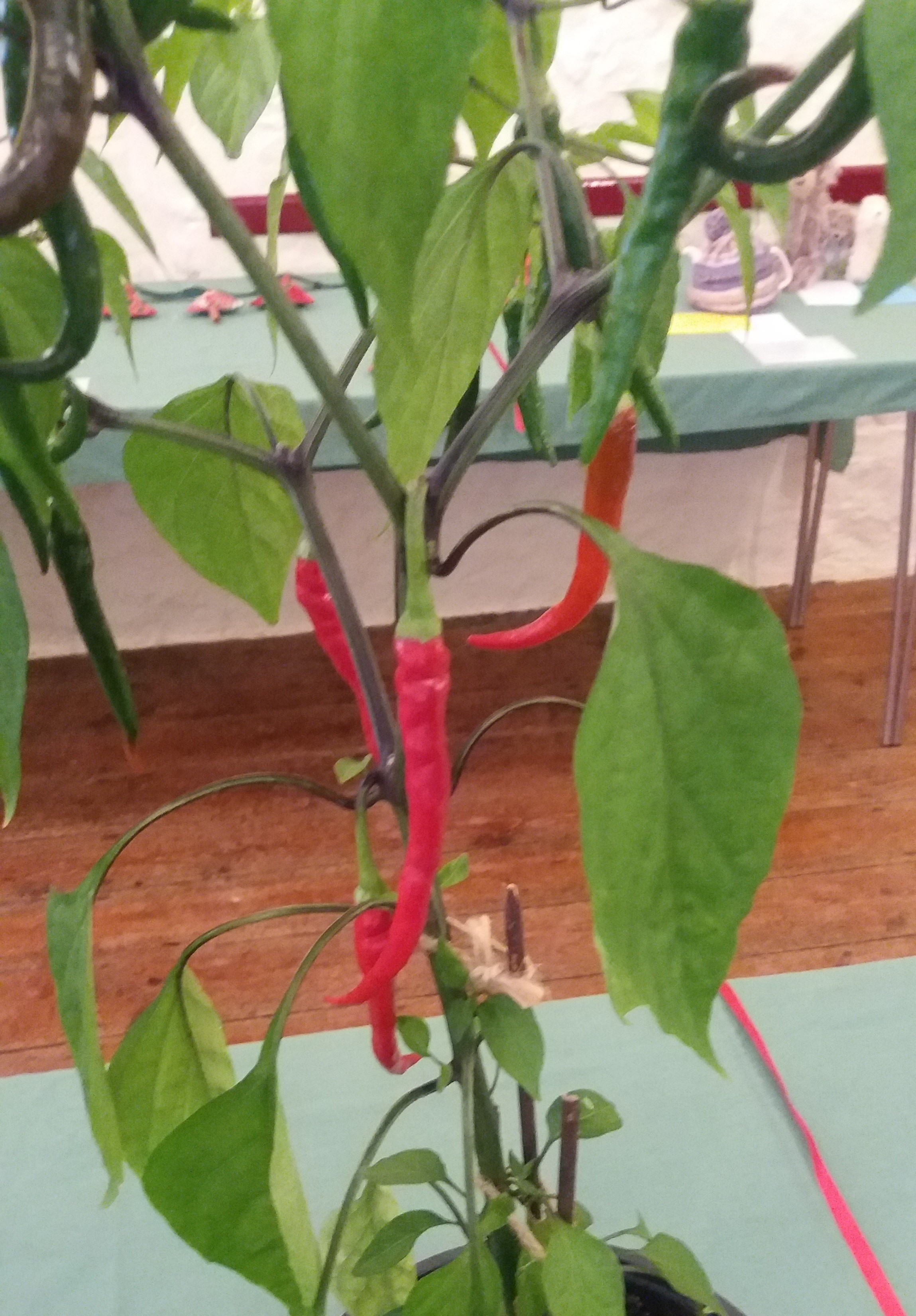 Chilli winner